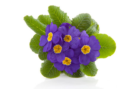 紫普质花朵背景图片