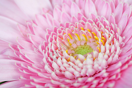 粉红色Gerber花花植物群宏观粉色花瓣植物背景图片