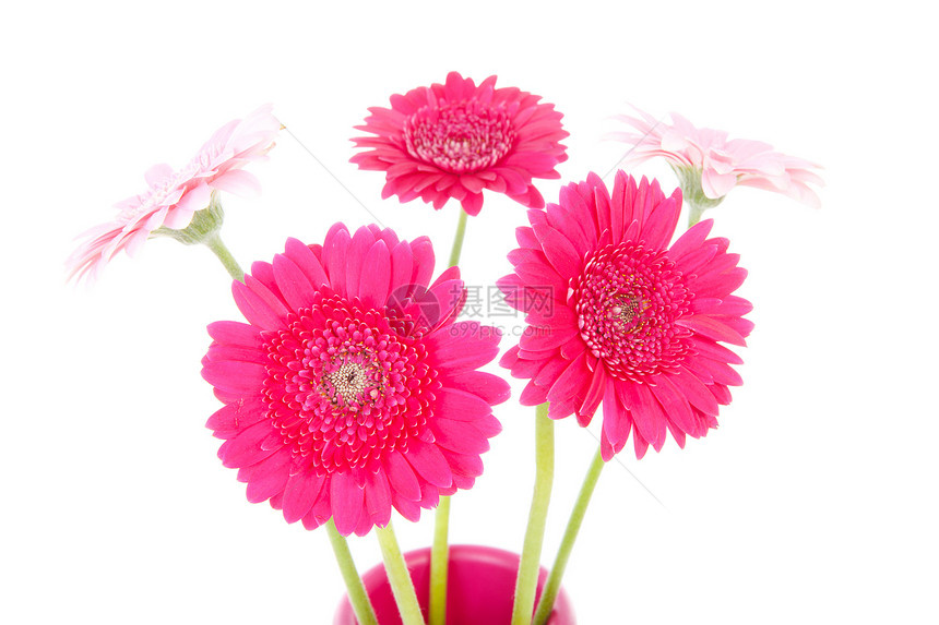 粉红色Gerber花花花束花瓶粉色花朵图片