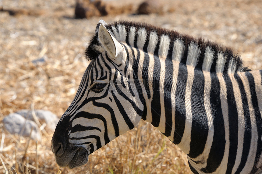 Zebra Etosha 纳米比亚野生动物动物哺乳动物黑色白色荒野动物群图片