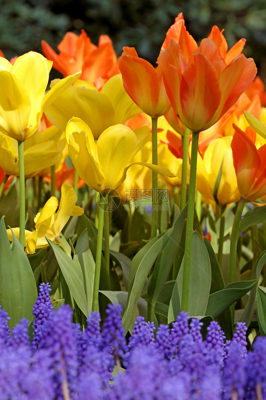 多彩多彩的荷兰郁金香文化蓝色黄色花朵橙子灯泡图片