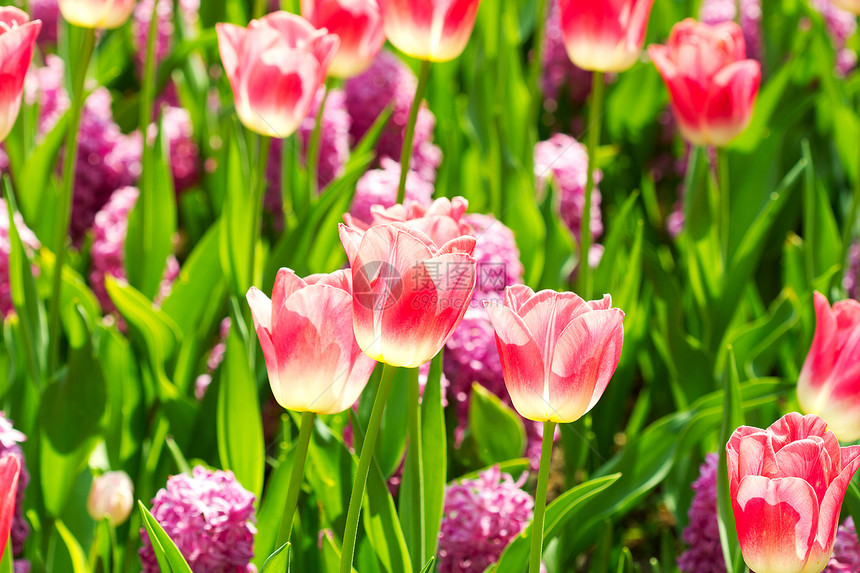 美丽的荷兰郁金香场地花坛粉色灯泡花朵文化图片