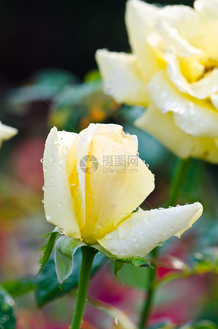 黄玫瑰玫瑰花园美味婚礼花瓣婚姻花束脆弱性美丽礼物图片
