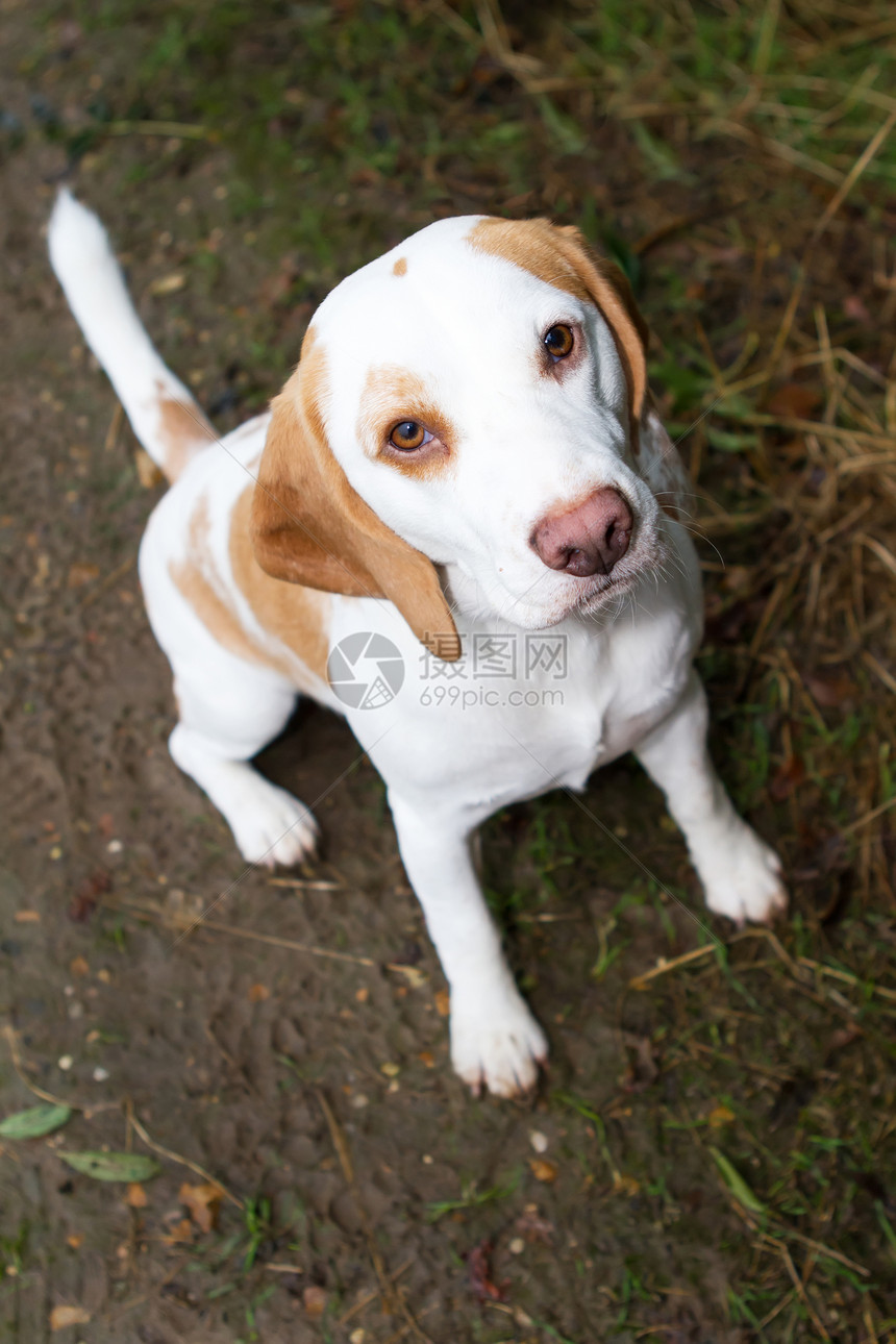 Beagle 在一个字段中查找草地姿势朋友活力享受眼睛乐趣鼻子小狗动物图片