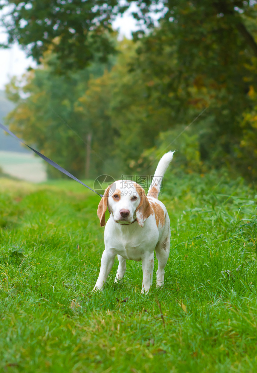 Beagle 被徒步走在外地的领先位置宠物姿势眼睛乐趣公园犬类猎犬农村场地小狗图片