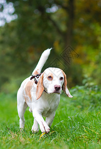 服从Beagle 被丢弃在野外的领头位置鼻子姿势朋友场地草地宠物享受小狗犬类乐趣背景