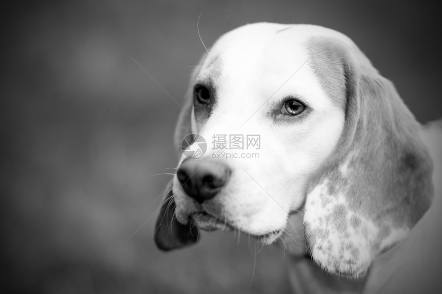 Beagle 在一个字段中查找享受猎犬犬类公园草地小狗场地鼻子朋友眼睛图片