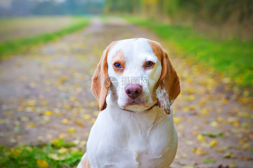 Beagle 在一个字段中查找宠物犬类场地眼睛姿势乐趣享受草地朋友活力图片