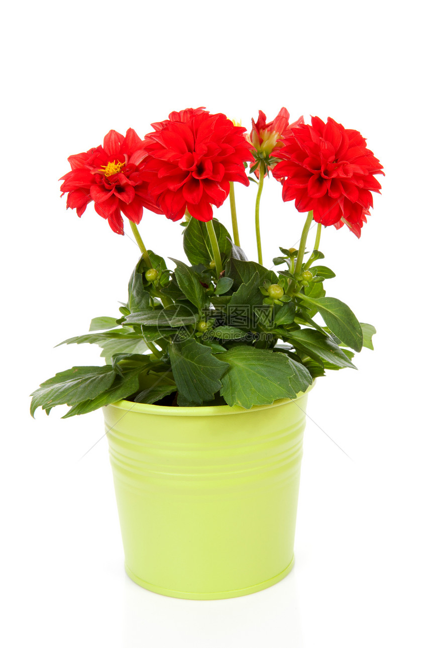 红色Dahlia花在绿锅中图片