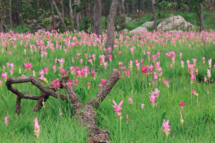 平郁金香森林悬崖爬坡公园植物学植物群旅行植物紫色花瓣图片