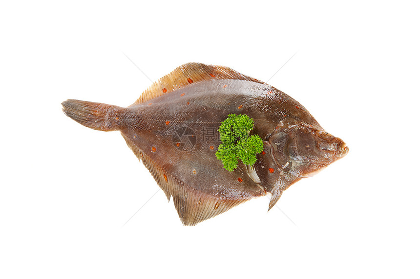 生原白板鱼烟道连体海鲜食物动物吸虫胸膜香菜图片