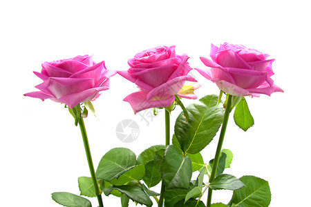 三朵粉红玫瑰花瓣植物粉色花朵树叶背景图片