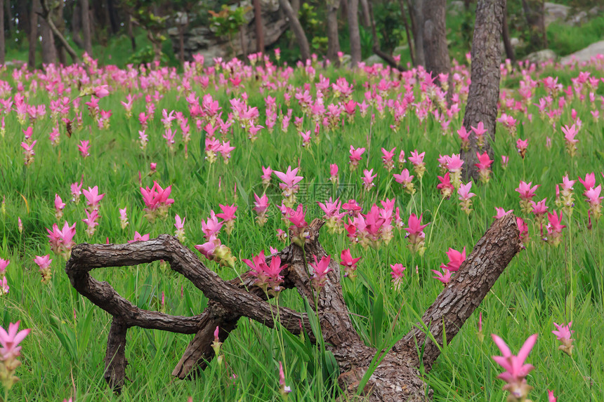 平郁金香旅行花园爬坡植物学叶子植物群紫色花瓣森林植物图片