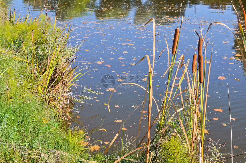 池塘上的Reeds粘液场景湿地水库反射叶子植物群浮萍钓鱼花园图片