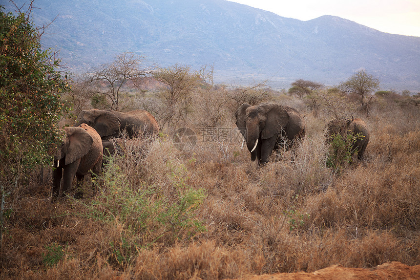 保护区的大象公园避难所游戏红色动物哺乳动物野生动物大草原驾驶图片
