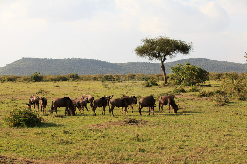 肯尼亚Masai Mara的Wildebeest图片