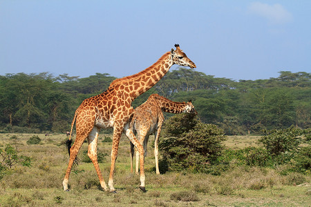 罗斯柴尔德长颈鹿肯尼亚的Rothschild长颈鹿野生动物公园动物群动物园环境哺乳动物牛角脖子栖息地动物背景