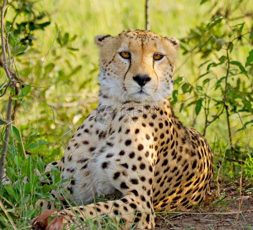 野生肯尼亚的Cheetah大草原衬套动物马赛斑点荒野哺乳动物猎人捕食者野生动物图片