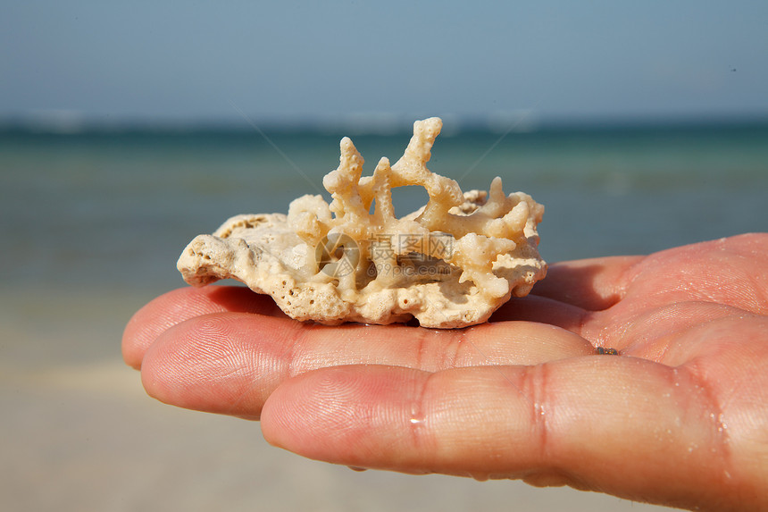 手头上的珊瑚图片