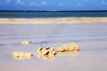 在海边的珊瑚上海浪海洋自然海滩背景图片