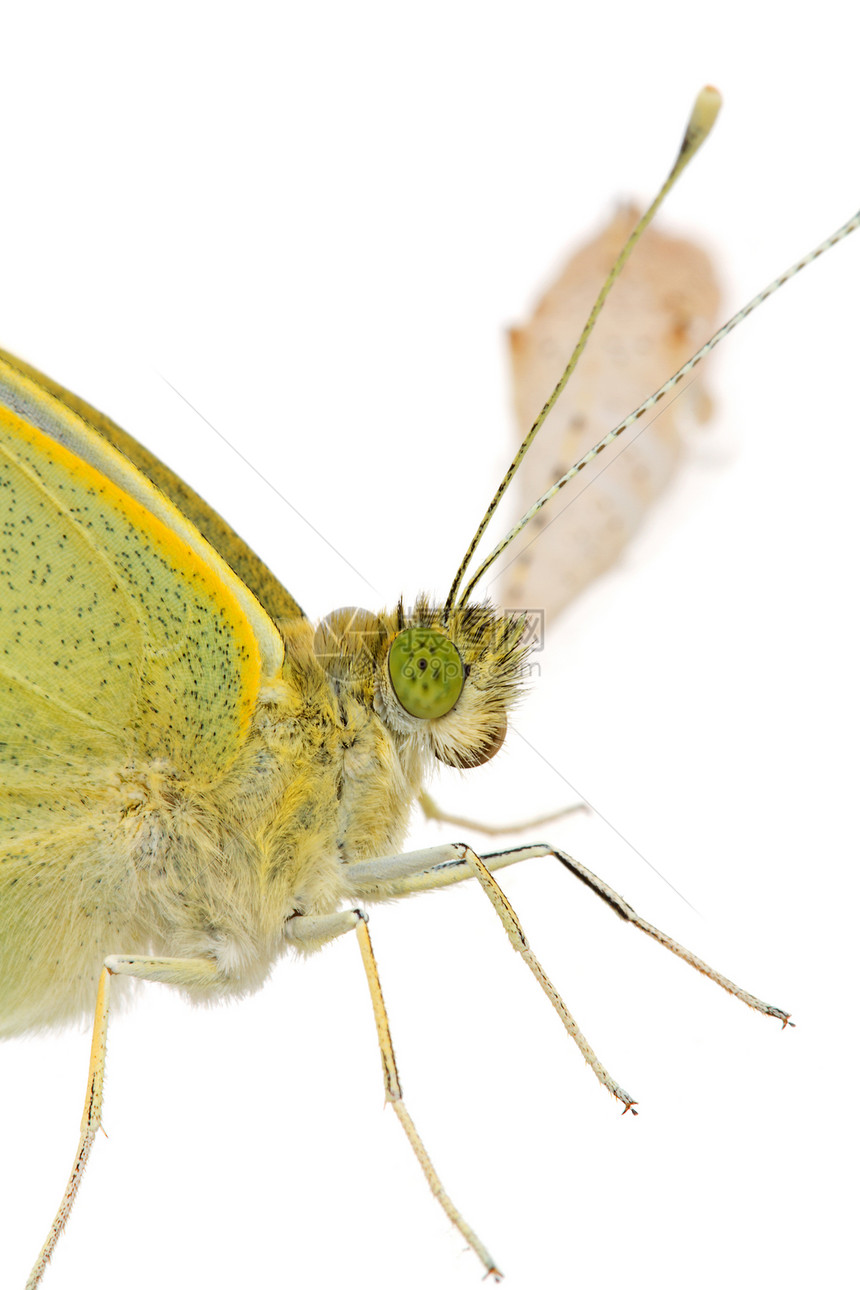 紧闭的卷心菜蝴蝶昆虫可可绿色解剖学动物眼睛天线宏观白色黄色图片