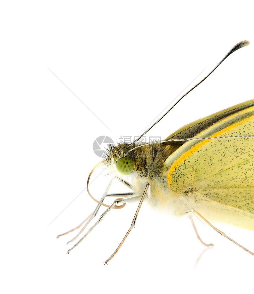 紧闭的卷心菜蝴蝶白色天线动物可可眼睛宏观昆虫黄色绿色解剖学图片