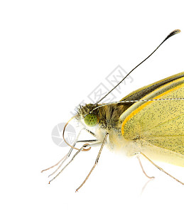 紧闭的卷心菜蝴蝶白色天线动物可可眼睛宏观昆虫黄色绿色解剖学背景图片