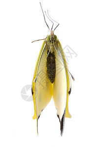 紧闭的卷心菜蝴蝶解剖学白色眼睛天线宏观黄色绿色昆虫动物可可背景图片