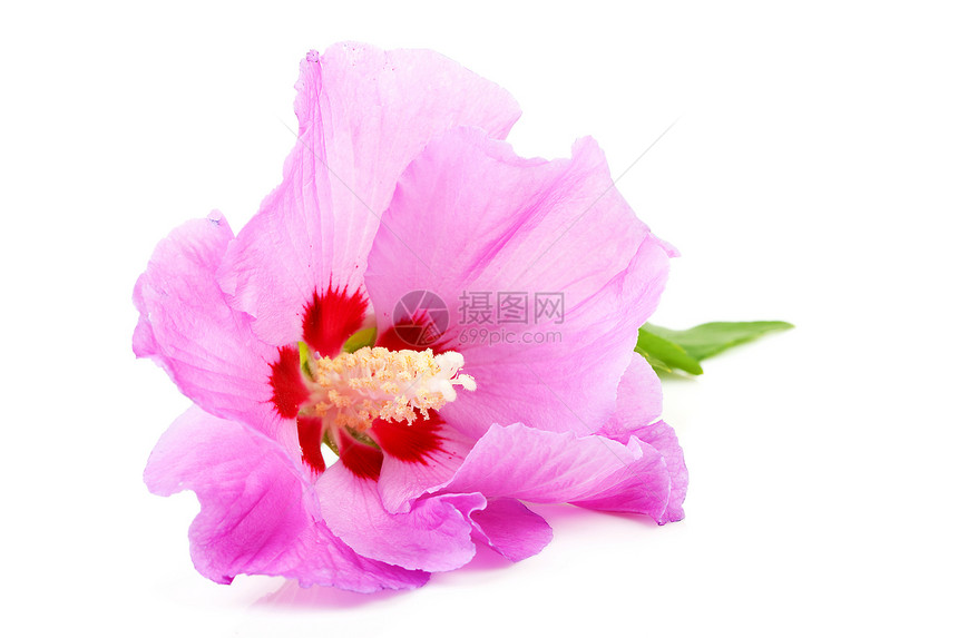 粉红希比须斯花在紧闭中花瓣粉色花朵热带树叶季节性图片