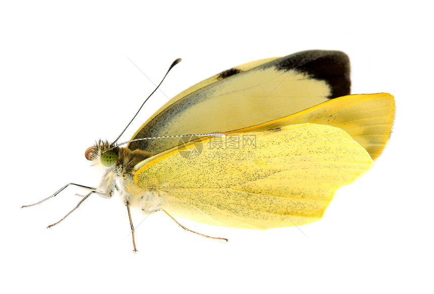 紧闭的卷心菜蝴蝶天线黄色可可眼睛植物绿色白色芸苔解剖学动物图片