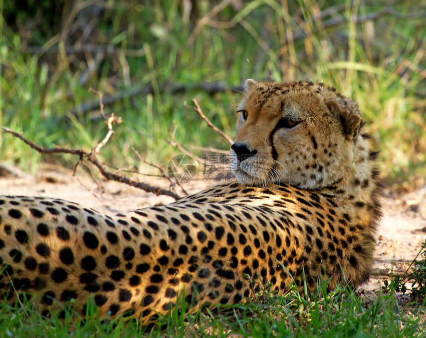 野生肯尼亚的Cheetah动物大草原野生动物捕食者马赛斑点猎人衬套马拉哺乳动物图片