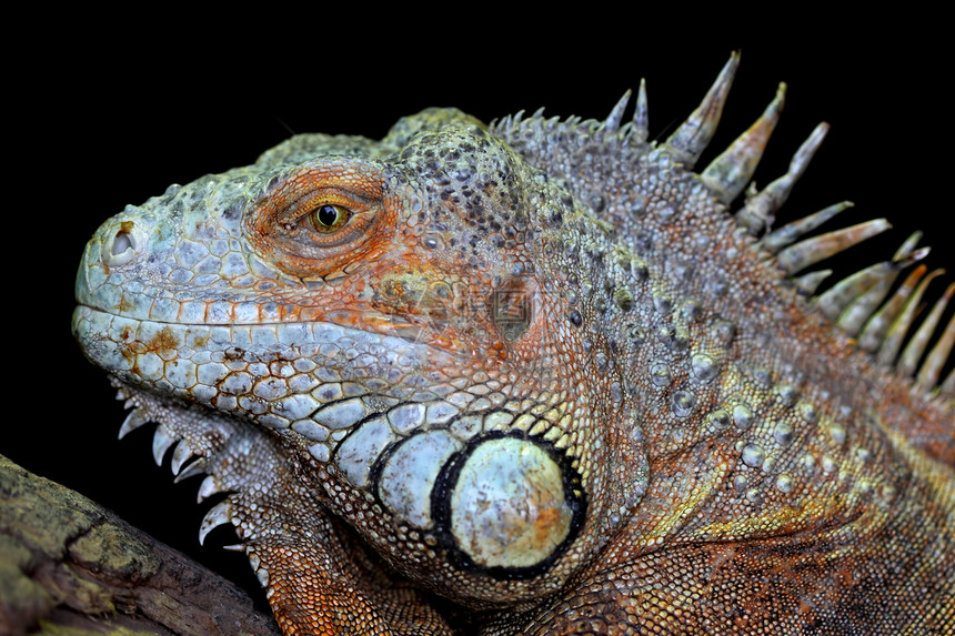 绿蜥蜴野生动物壁虎叶子脊椎动物鬣蜥绿色眼睛宠物动物园气候图片