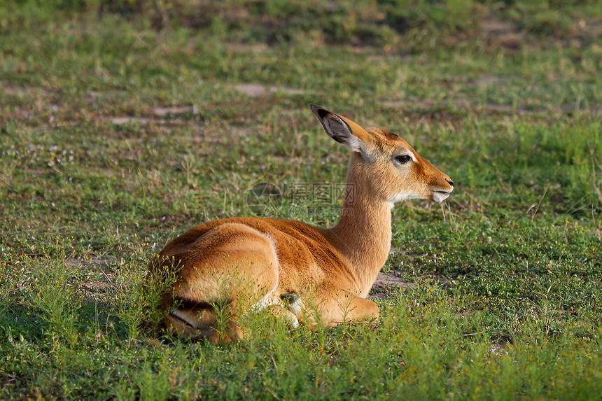 斯普林博克·汤普森的羚羊休息图片