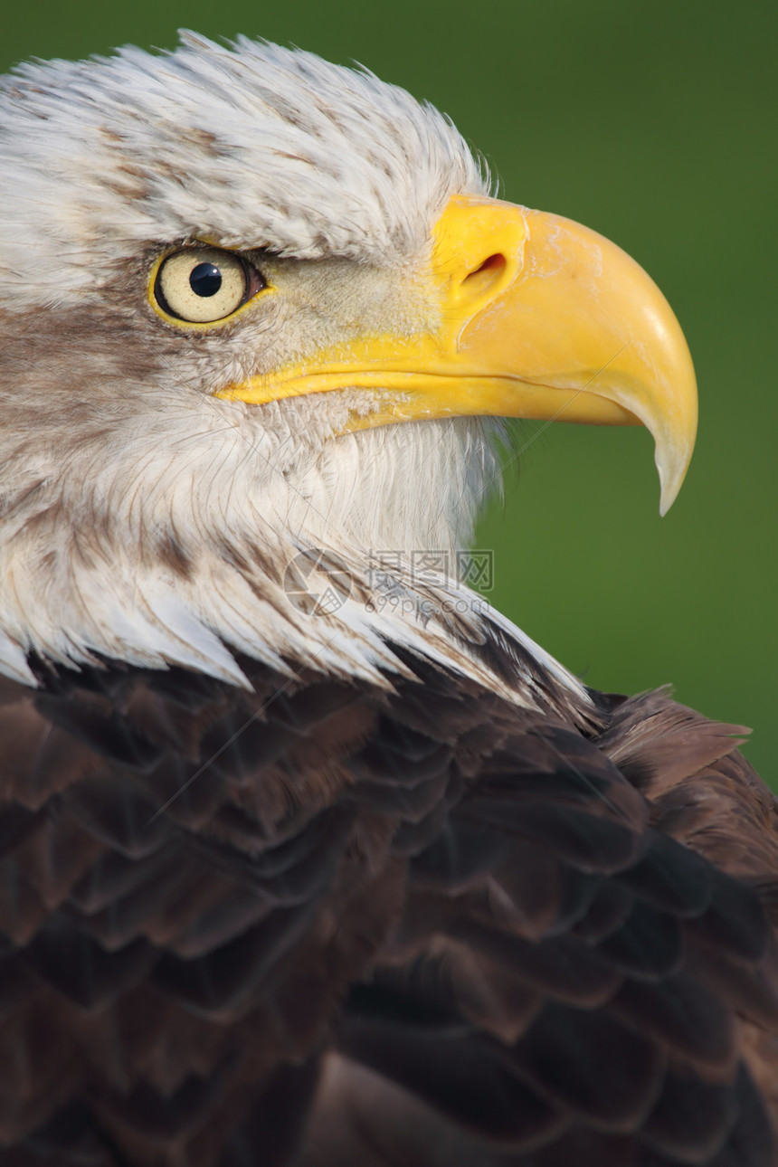 秃鹰爱国动物园荒野翅膀眼睛图片