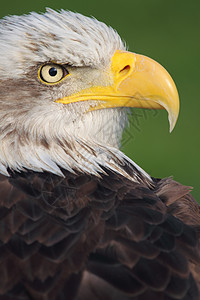 秃鹰爱国动物园荒野翅膀眼睛背景图片