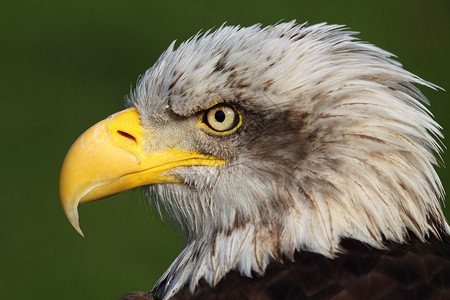 秃鹰动物园爱国眼睛翅膀荒野背景图片
