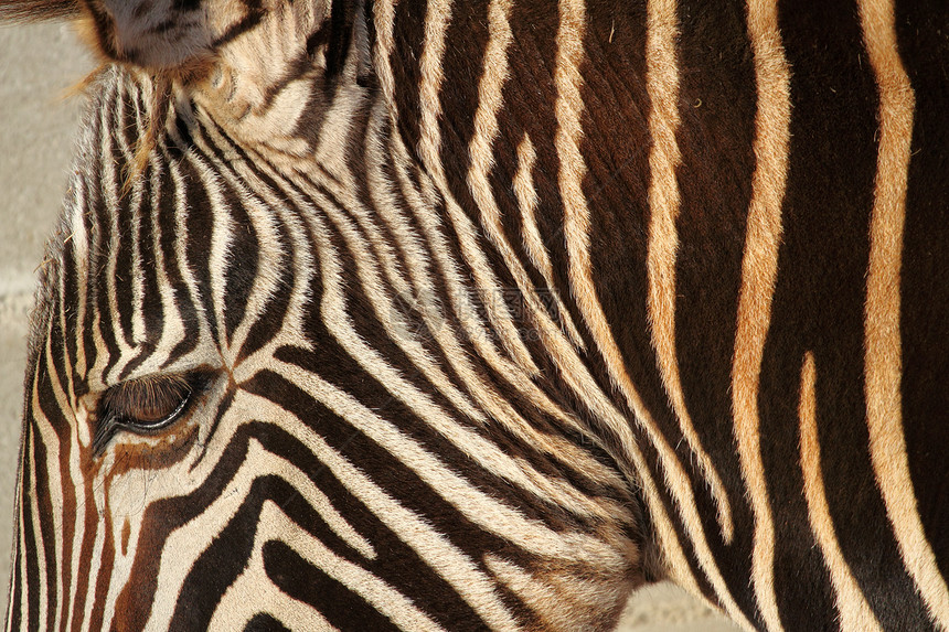 斑马哺乳动物荒野照片动物食草野生动物图片