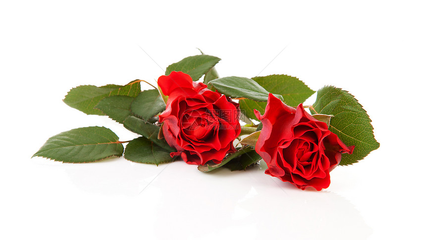 两朵美丽的红玫瑰图片