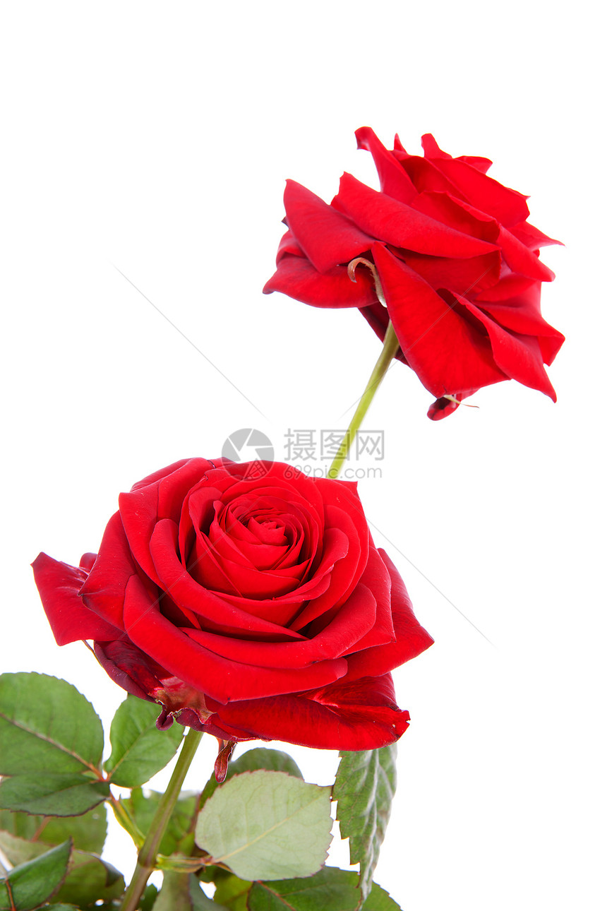 两朵红玫瑰花朵荆棘红色浪漫树叶花瓣图片