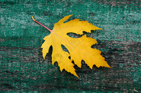 黄色木头木质表面叶叶背景