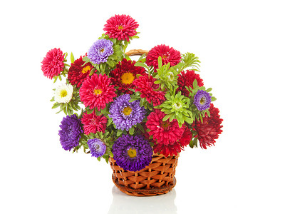 甘蔗篮中花朵盛满多彩的Asters花团背景图片