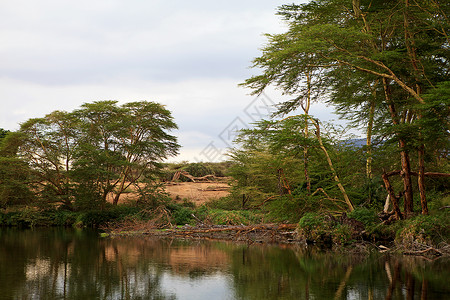 姆齐马泉肯尼亚自然背景图片