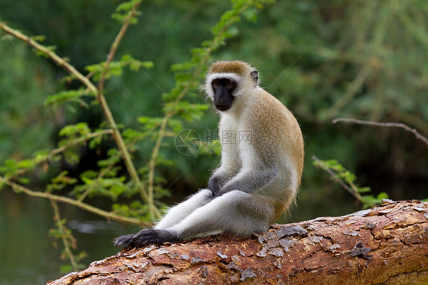 活性猴子Vervet 猴子生物荒野野生动物动物哺乳动物图片