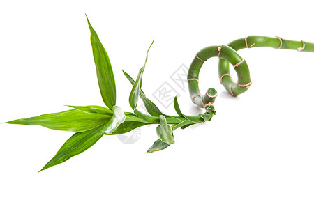 竹温泉卷曲绿色治疗植物群叶子木头枝条植物背景图片