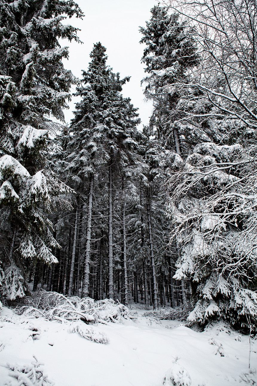 林丛中满是雪天气森林天空白色树木场景季节性图片