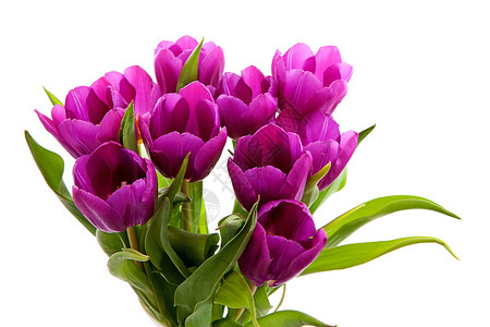 紫色荷兰郁金香植物花束绿色灯泡花朵植物群背景图片