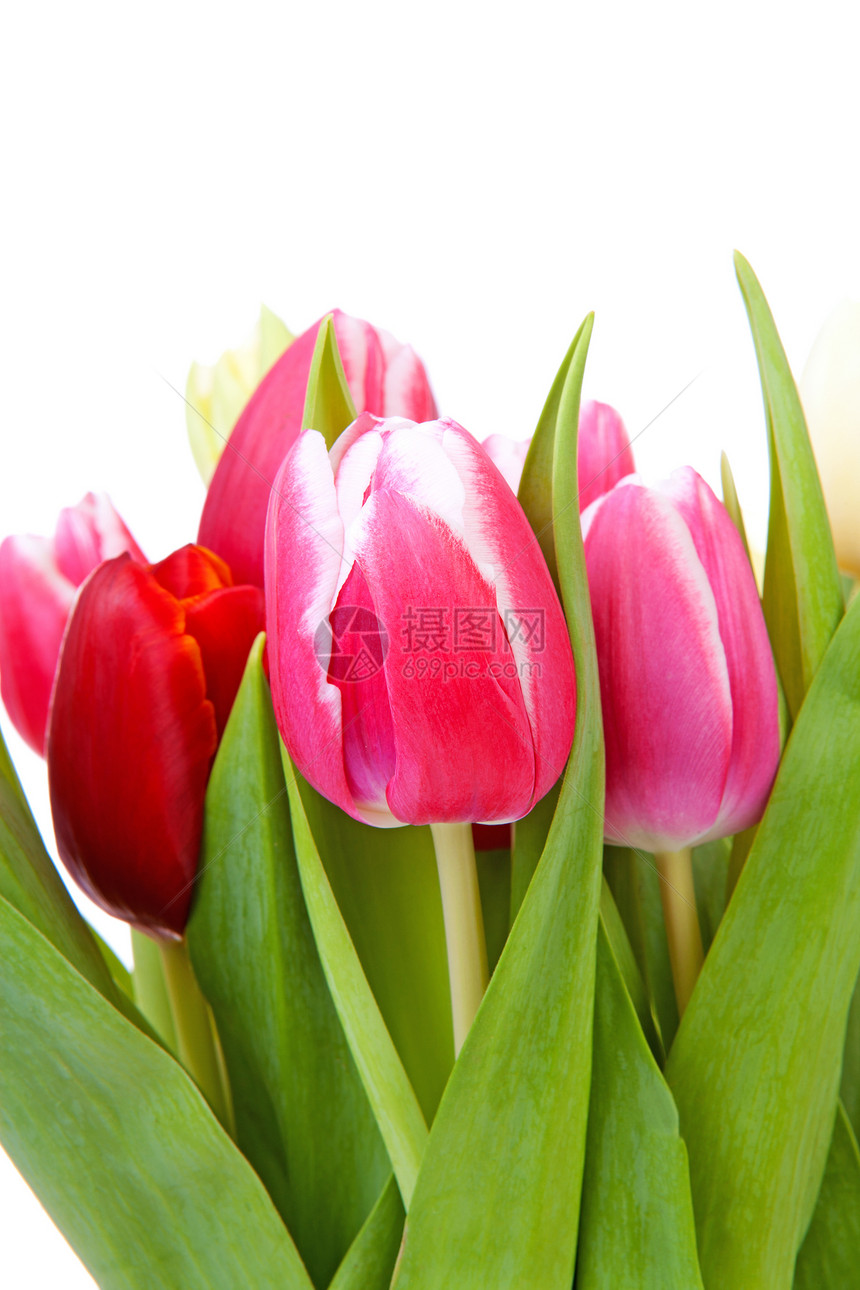 特写时多彩多彩的荷兰郁金香花束红色灯泡绿色花朵树叶粉色图片