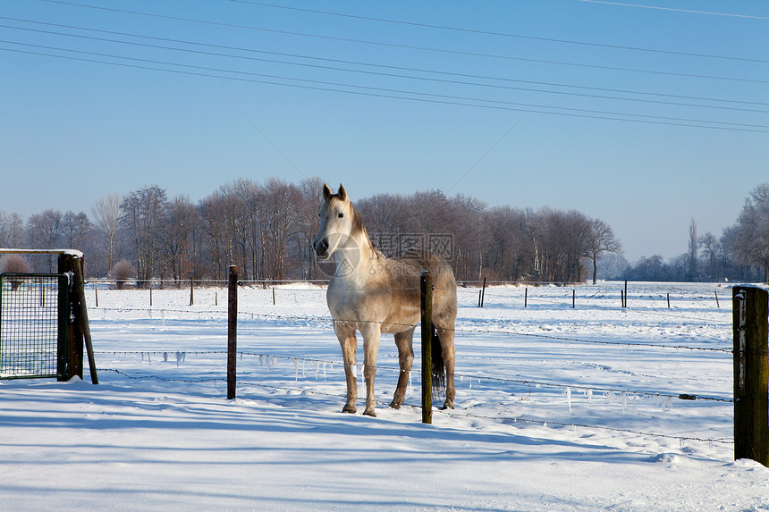 马在冬天的风景中图片