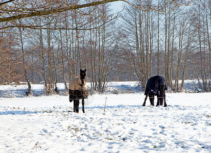 两匹马站在雪中哺乳动物动物晴天白色季节性草地背景