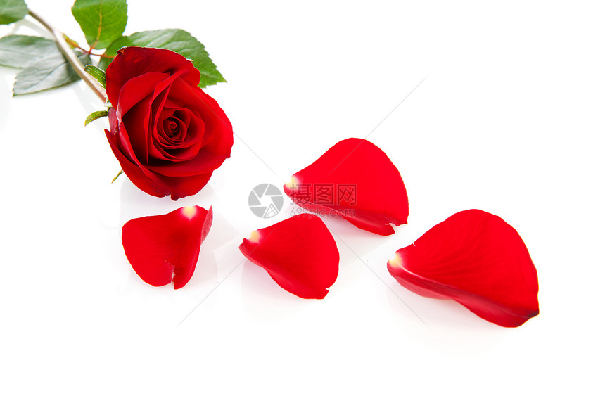 红玫瑰和落叶树叶荆棘植物红色工作室浪漫花瓣情人图片